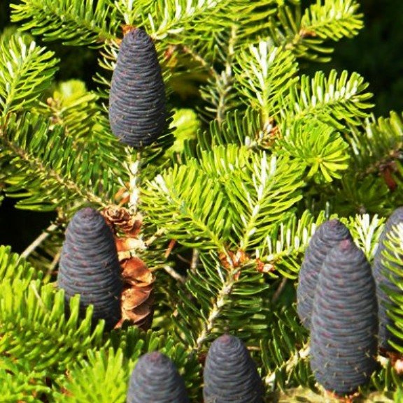 Fir abies koreana, descrição da planta