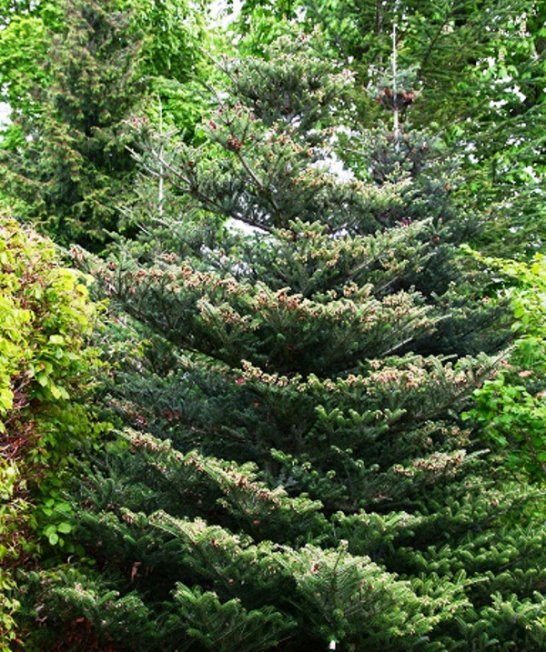 Abies koreana abeto no jardim paisagístico