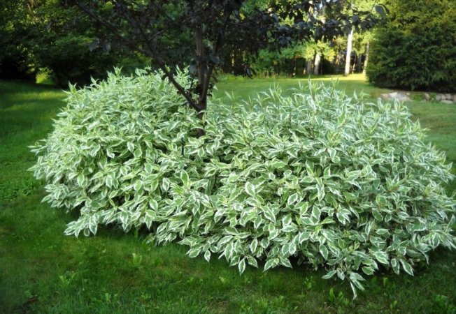 Dogwood elegante branco em paisagismo