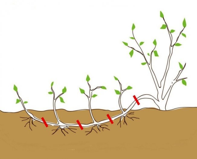 Propagação de dogwood eleganteissima por camadas