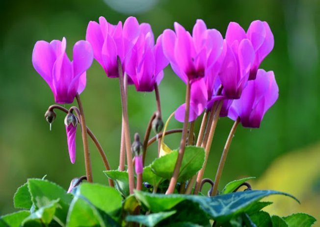 Flor de ciclâmen