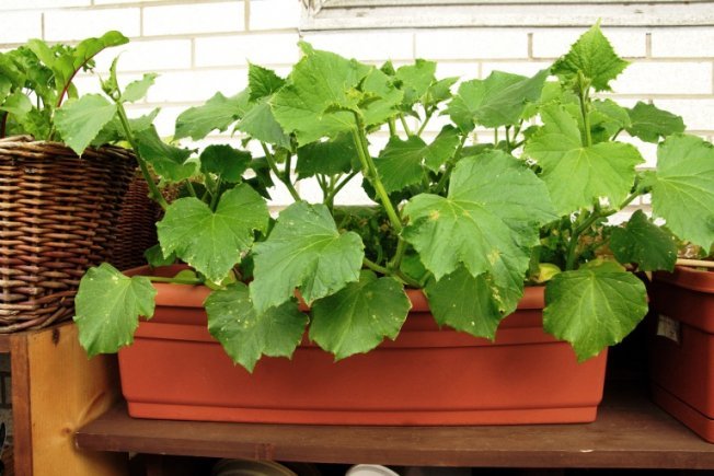 Cultivando pepinos na varanda