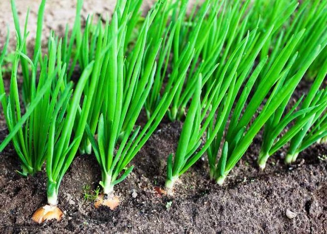 Fertilizando cebolas com uréia