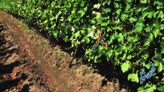 Plantio e cuidado de uvas Cabernet Sauvignon