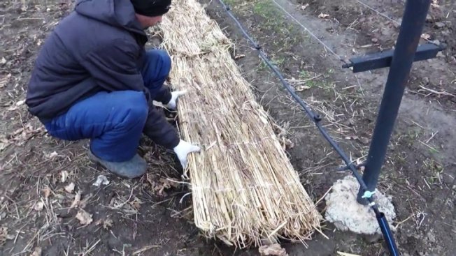 Resistência à geada das uvas