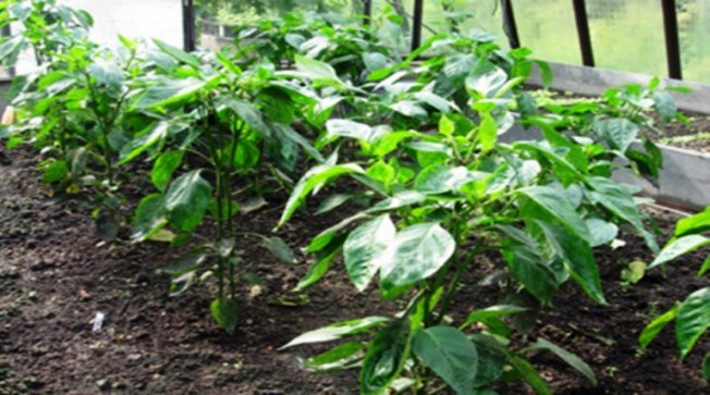 Crescendo em estufas e terreno aberto