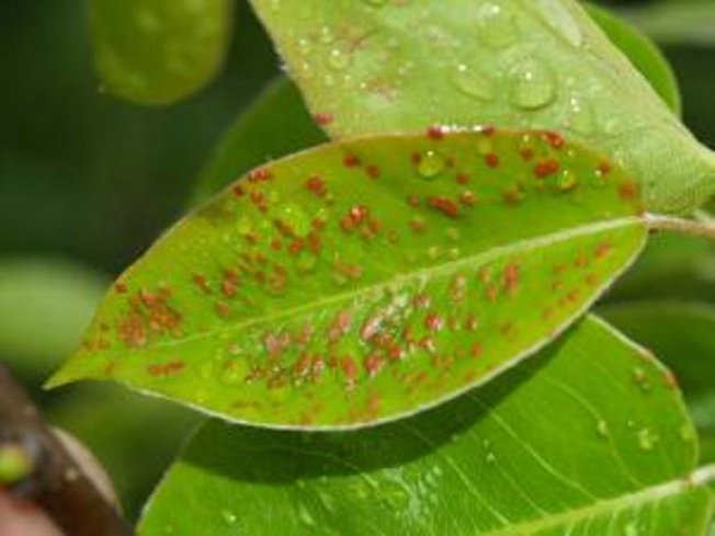 Sintomas de infestação por carrapatos