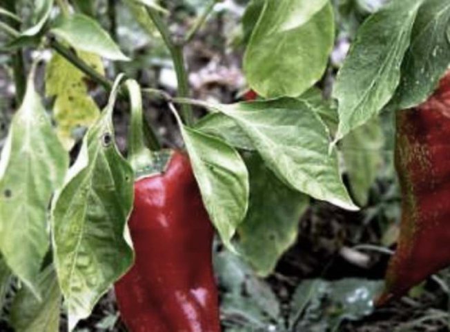 Doenças do pimentão e da pimenta malagueta