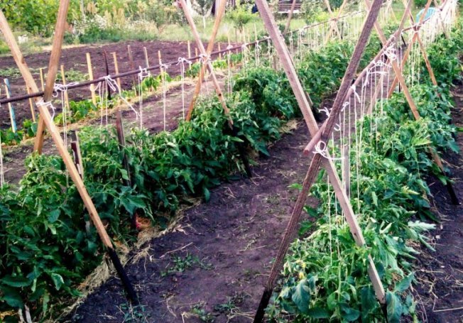 Como plantar tomates corretamente