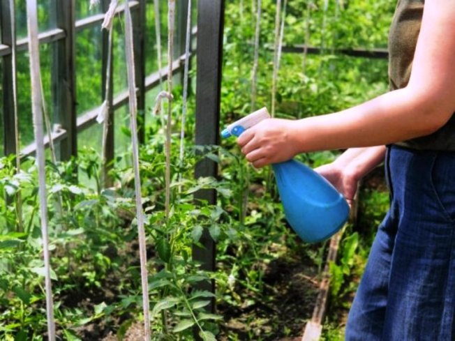 Tratar tomates contra doenças fúngicas