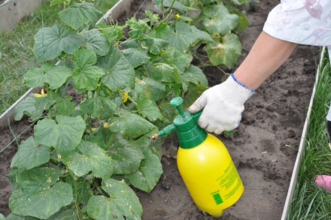 Tratamento de pepinos contra doenças fúngicas