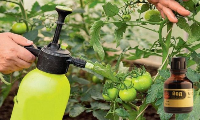 Multiplicidade de processamento de tomate