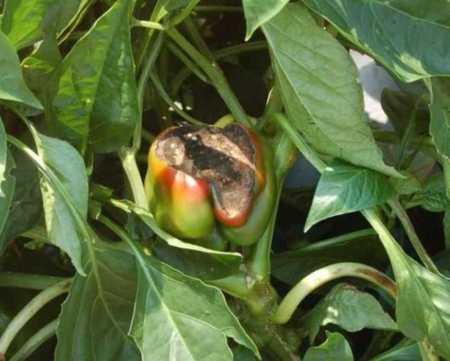 Podridão cinzenta em frutas