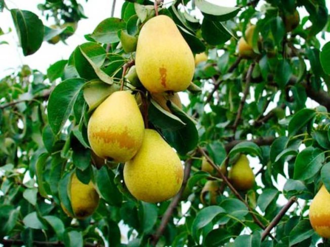 Variedade de pêra Lada, características da fruta