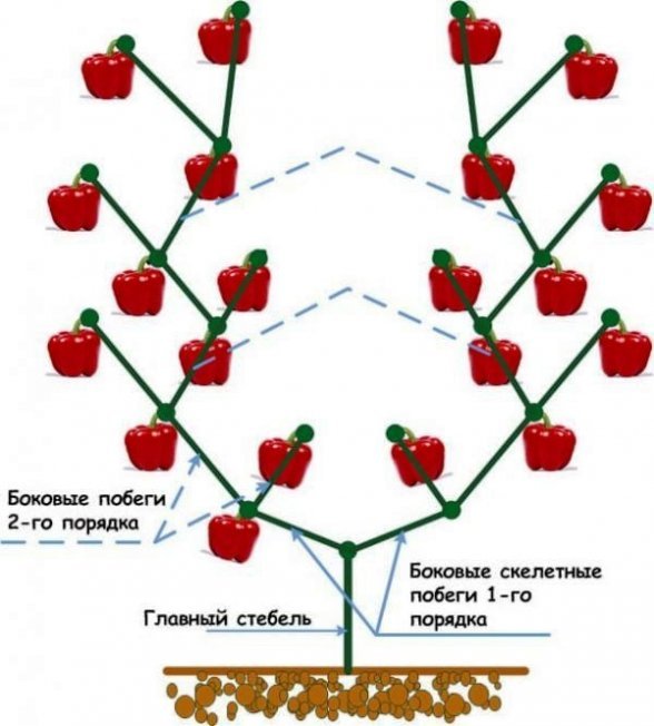 Formação de arbustos de pimenta