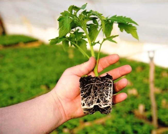 Quais fertilizantes minerais aplicar na primavera e no outono