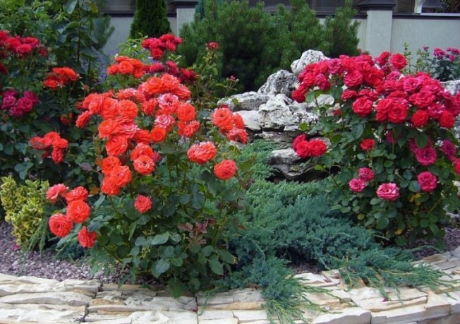 Flores vermelhas para um canteiro de flores