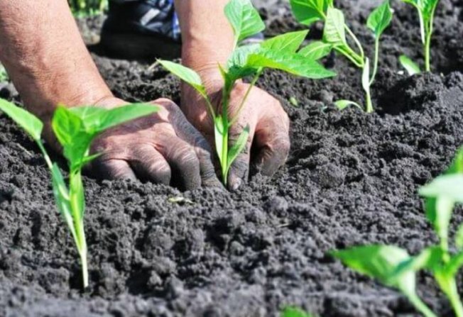 Plantar em terreno aberto 