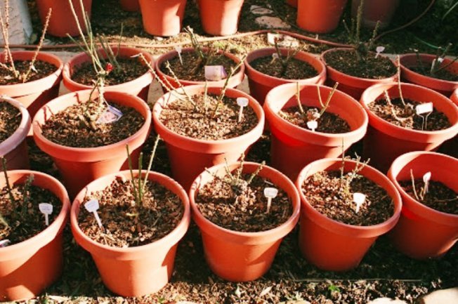 Germinação de mudas de rosa em um vaso, no solo no inverno