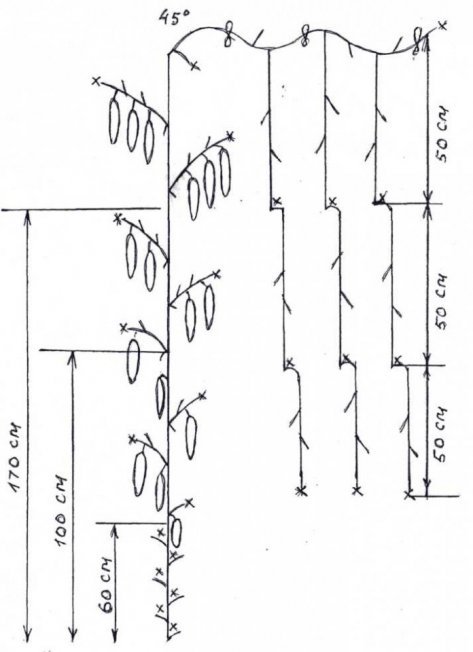 Esquema de pinçamento, formação de arbusto