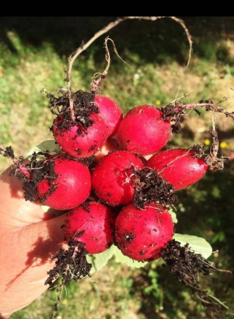 Rabanete. cultivado em uma tigela na varanda