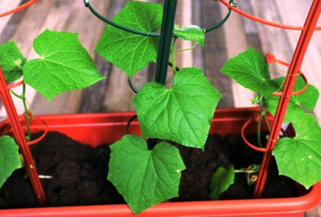 Cultivando pepinos em casa