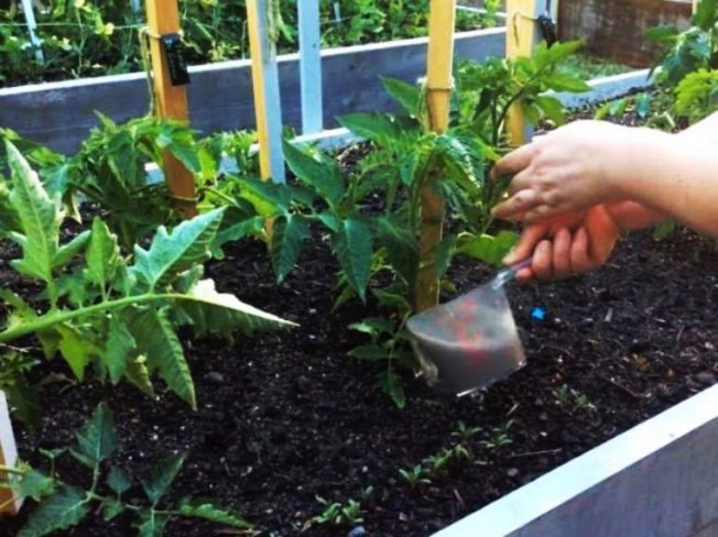 Fertilizando tomates com infusão de cinza de madeira