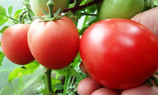 Segredos da produtividade do tomate